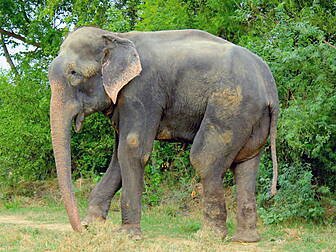 Circus elephant kills man